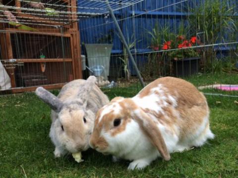 Королевский ветеринарный колледж Лондонского университета 7