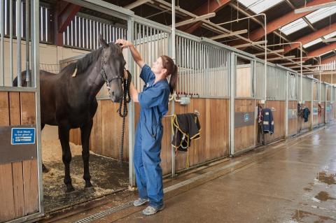 Королевский ветеринарный колледж Лондонского университета 4