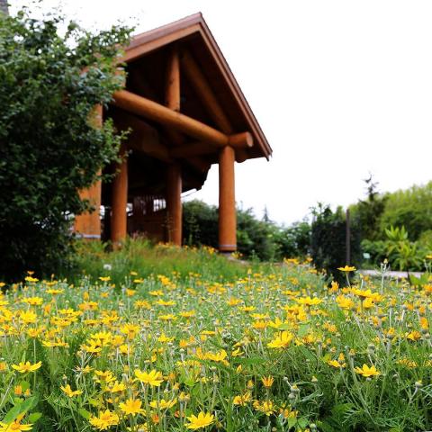 Колледж Camosun – Camosun College