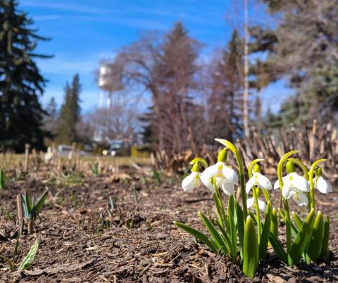 Колледж Olds – Olds College