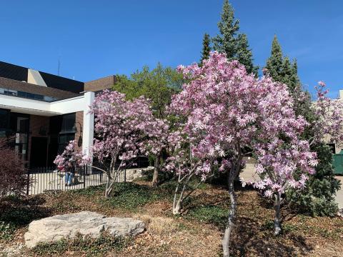 Колледж St. Clair – St. Clair College